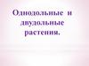 Однодольные и двудольные растения