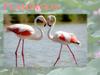 Flamingos