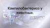 Кампилобактериоз у животных