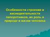 Особенности строения и жизнедеятельности папоротников, их роль в природе и жизни человека