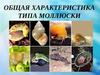 Общая характеристика типа Моллюски