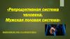 Репродуктивная система человека. Мужская половая система