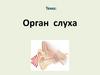 Орган слуха (8 класс)