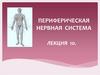 Периферическая нервная система. Лекция 10