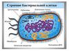Строение бактериальной клетки