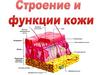Строение и функции кожи. Наружный слой - эпидермис