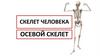 Скелет человека. Осевой скелет