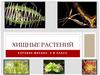 Хищные растений