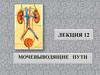 Мочевыводящие пути. Лекция 12