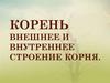 Корень. Внешнее и внутреннее строение корня