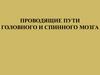 Проводящие пути головного и спинного мозга