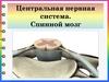 Центральная нервная система. Спинной мозг