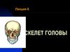 Скелет головы. Лекция 6