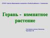 Герань - комнатное растение