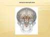 Продолговатый мозг. Головной мозг человека