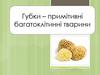 Губки - примітивні багатоклітинні тварини