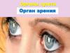 Органы чувств. Орган зрения