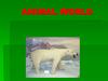 Animal World
