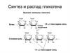 Синтез и распад гликогена