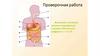 Пищеварение в желудке и двенадцатиперстной кишке