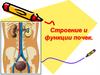 Строение и функции почек