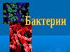 Бактерии. Строение бактериальной клетки