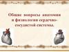 Общие вопросы анатомии и физиологии сердечно-сосудистой системы. Общие вопросы анатомии и физиологии сердечнососудистой системы