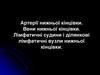 Артерії, вени нижньої кінцівки