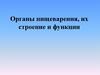 Органы пищеварения, их строение и функции