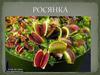 Росянки - многолетние травы, иногда с клубневидно утолщённым стеблем
