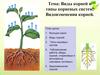 Виды корней и типы корневых систем. Видоизменения корней