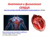 Анатомия и физиология сердца