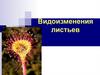 Видоизменения листьев