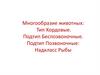 Многообразие животных: Тип Хордовые. Подтип Беспозвоночные. Подтип Позвоночные: Надкласс Рыбы
