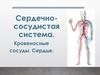 Сердечно - сосудистая система. Кровеносные сосуды. Сердце