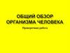 Общий обзор организма человека. Проверочная работа