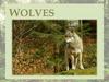 Wolves