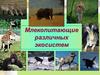 Млекопитающие различных экосистем