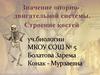 Значение опорно-двигательной системы. Строение костей