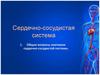 Сердечно-сосудистая система