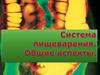 Система пищеварения. Общие аспекты