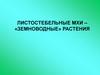 Листостебельные мхи - «земноводные» растения