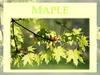 Maple