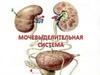 Мочевыделительная система