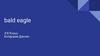 Bald Eagle