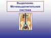 Выделение. Мочевыделительная система