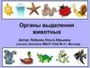 Органы выделения животных