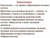 Гаметогенез