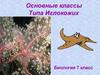 Основные классы Типа Иглокожих