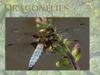 Dragonflies
